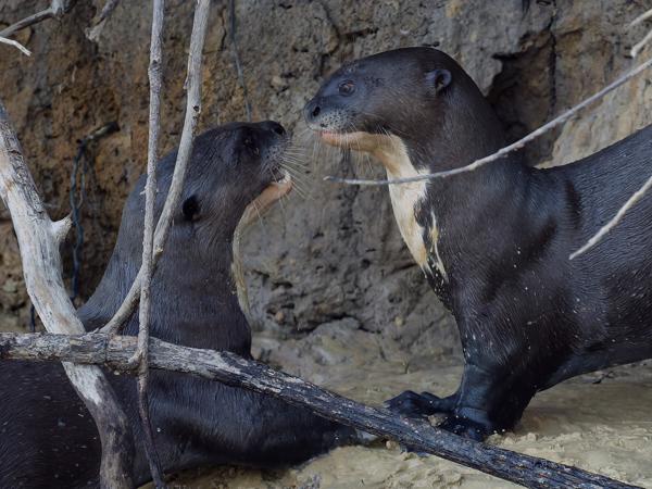 Reuzenotter  (Pteronura brasiliensis)